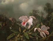 Martin Johnson Heade, Jungle Orchids and Hummingbirds